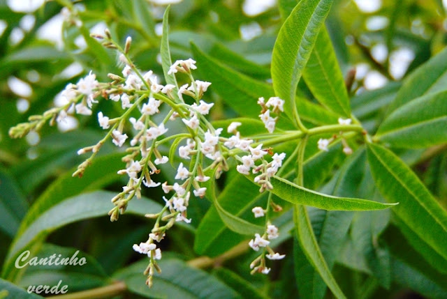 Cultivo e multiplicação do limonete (Lúcia lima)