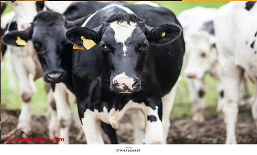 Dairy farming business