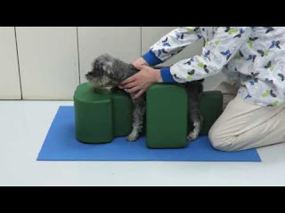 postura para cães paralizados