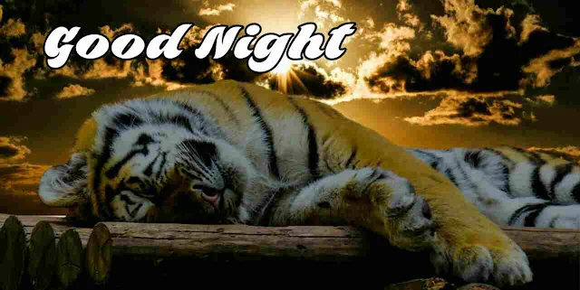 Good Night Images sleeping tiger , Photos, Greetings and HD Pictures