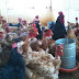 Abatedouro de frangos receberá credenciamento do Serviço de Inspeção Municipal de Campina Grande