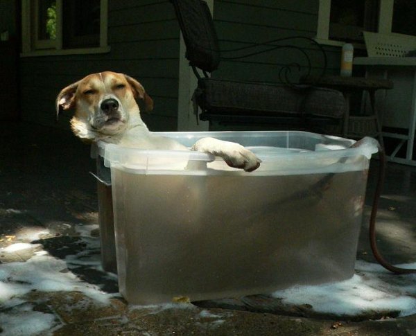 dog-relaxing-in-the-tub.jpg