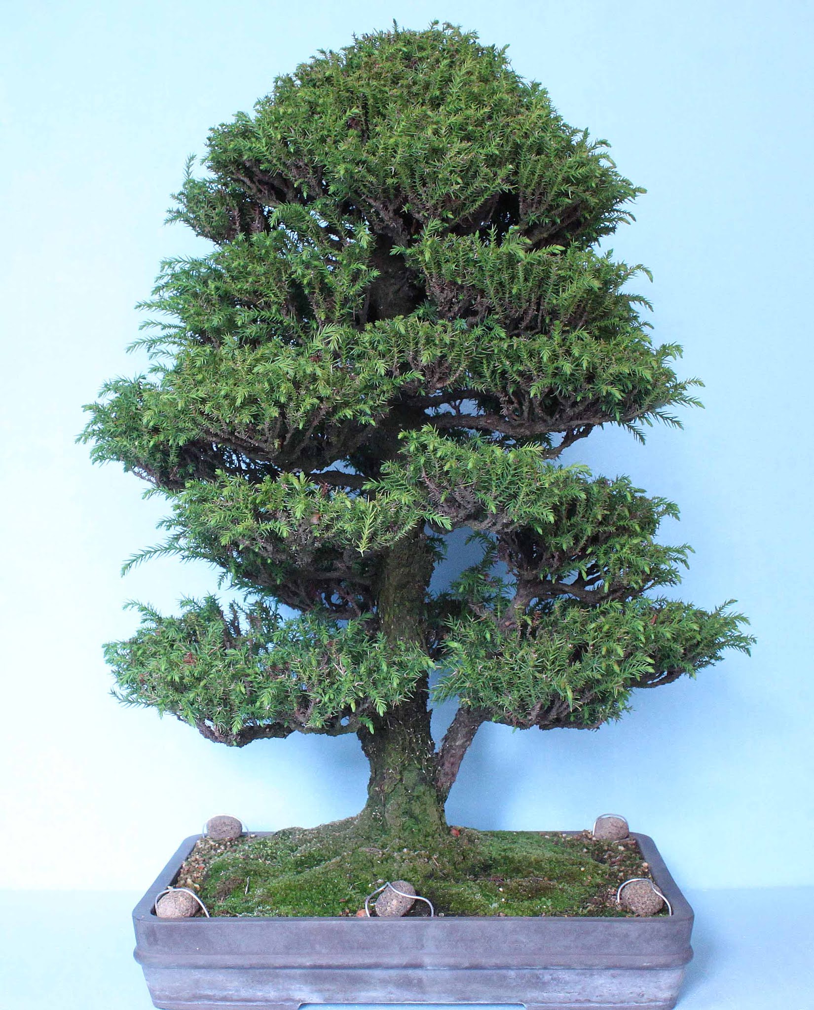 杉盆栽」八房・五幹寄せ植え(439)