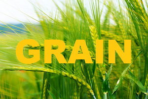 Grain Prices Today : Wheat Corn Soybean