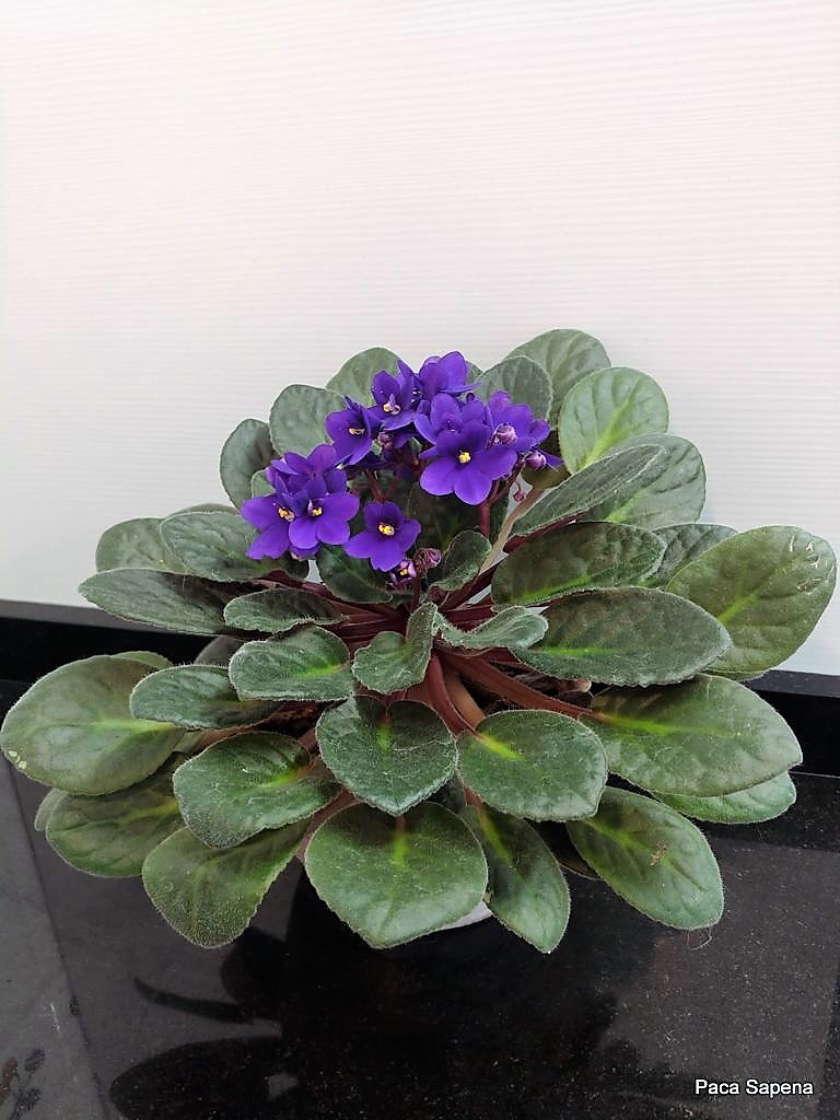 La Rioja de la A a la Z: SAINTPAULIA - VIOLETAS AFRICANAS - Plantas y ...