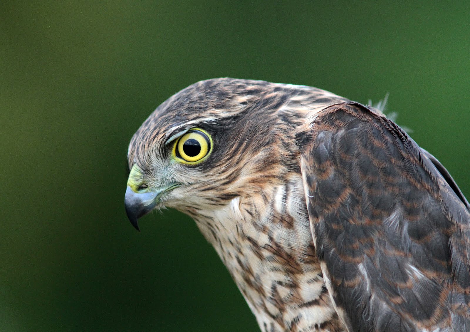 Sparrowhawk