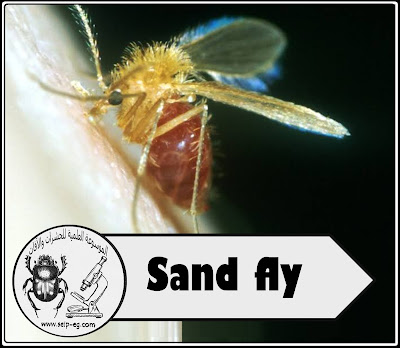 ذبابة الرمل - Sand fly دورة الحياة والوصف المورفولوجي والأهمية الطبية وطرق المكافحة