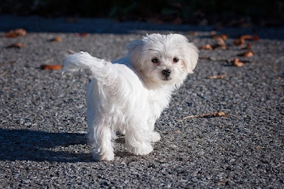 Small Dog Breeds In India