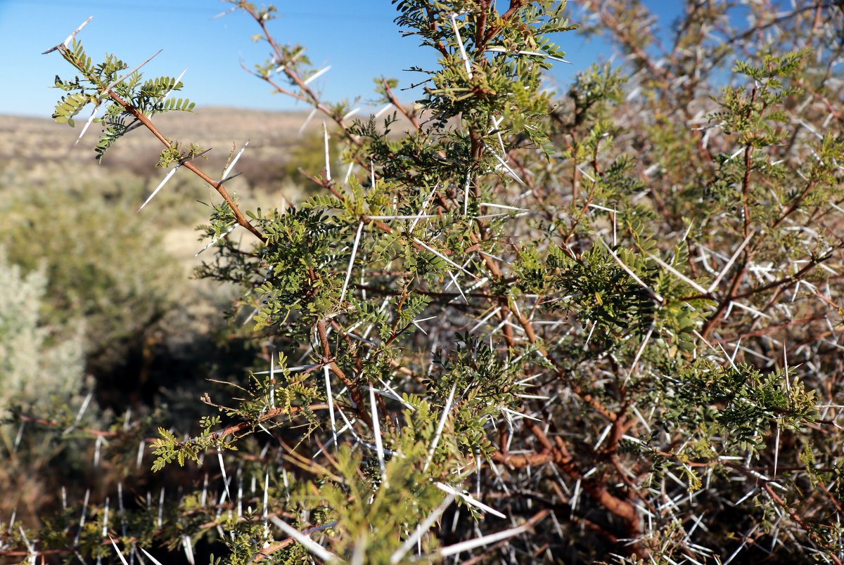 Вшестером по Намибии на джипах в пандемию
