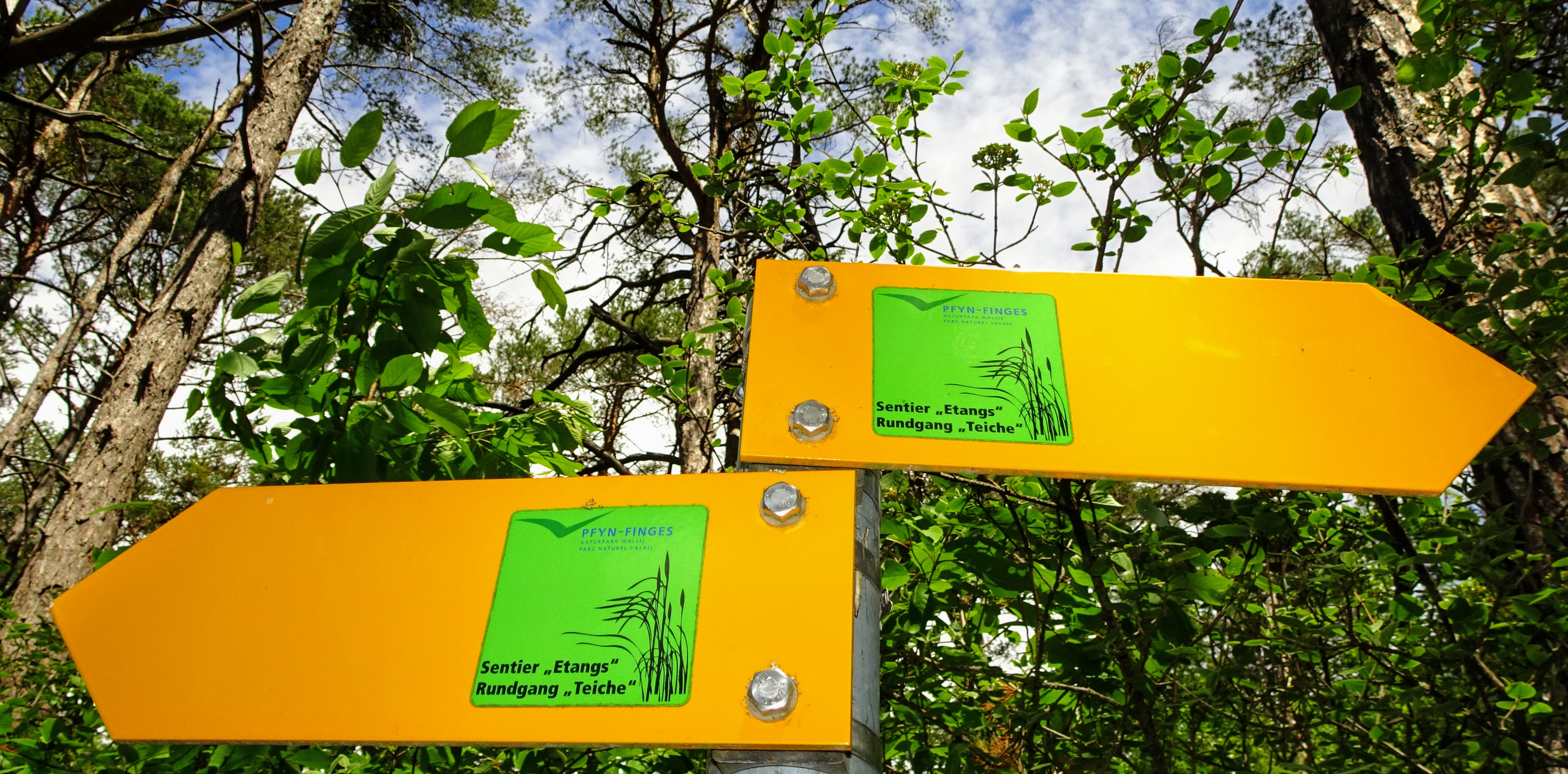 WmFPfanniblog Rundwanderung im Pfynwald ab LeukSusten (VS)