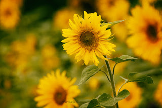 Naturfotografie Lippeaue Ahsewiesen Sonnenblumen