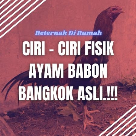 Ciri Babon Bangkok Asli Dan Super Berkualitas Beternak Dirumah