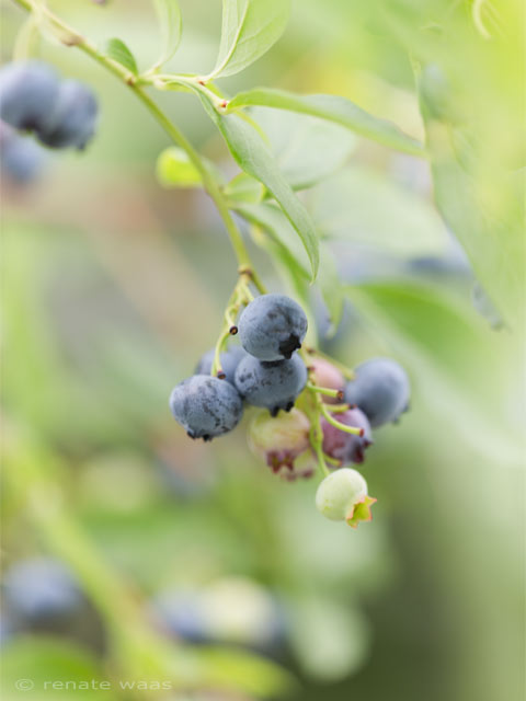 Gartenblog GeniesserGarten Heidelbeeren die besten Sorten