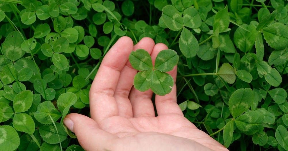 Clover weeds taking over your lawn?