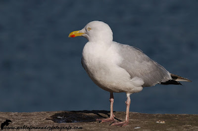 Gaviota argéntea (Larus argentatus)