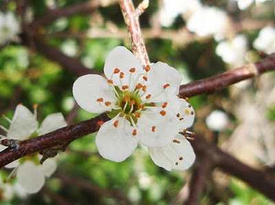 Endrino (Prunus spinosa) flor silvestre blanca