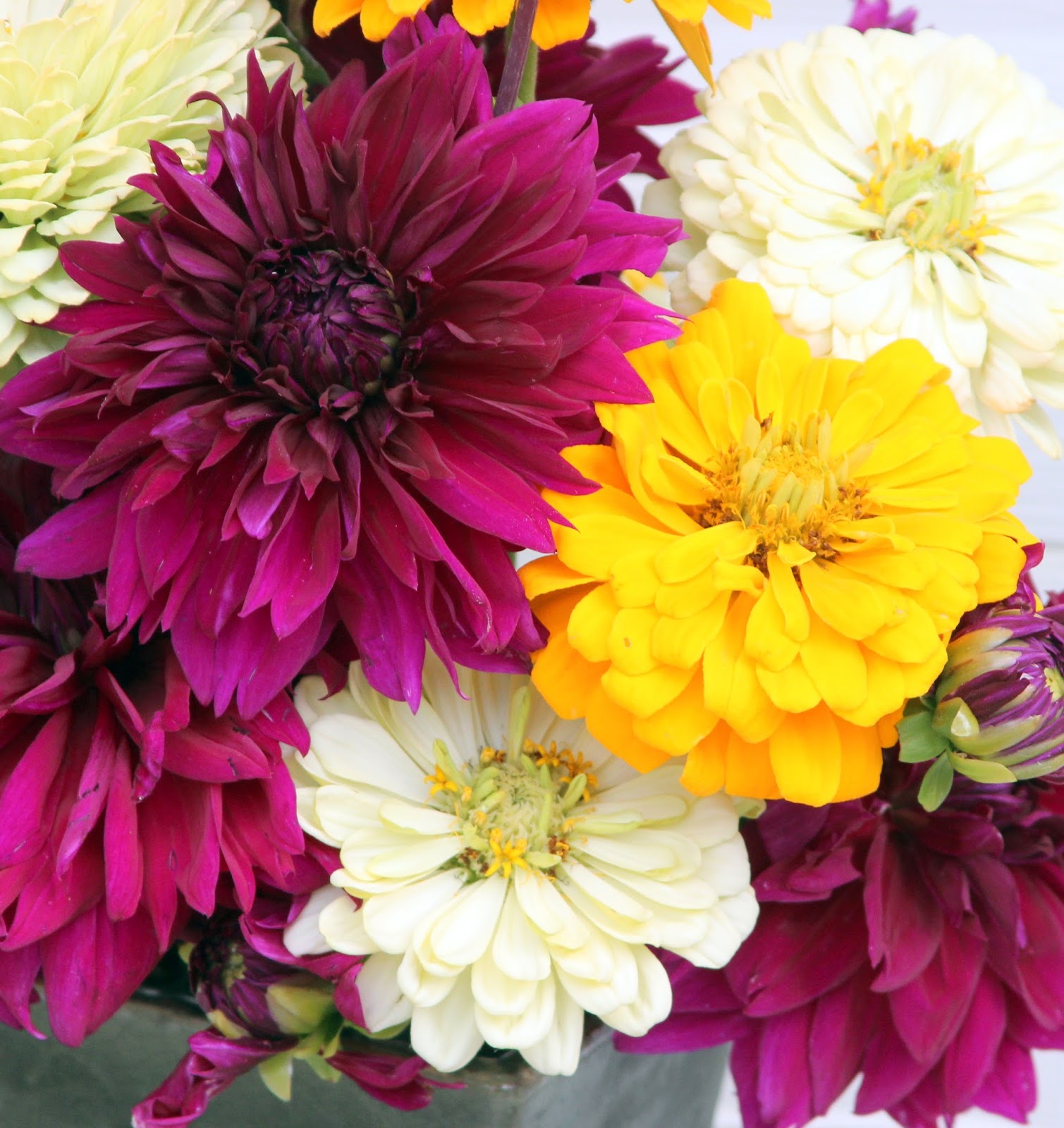 DINNER PLATE DAHLIAS AND STATE FAIR ZINNIAS BEAUTIFUL COLORS FOR