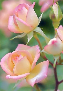 rosas-de-petalos-color-amarillo-y-bordes-rosa