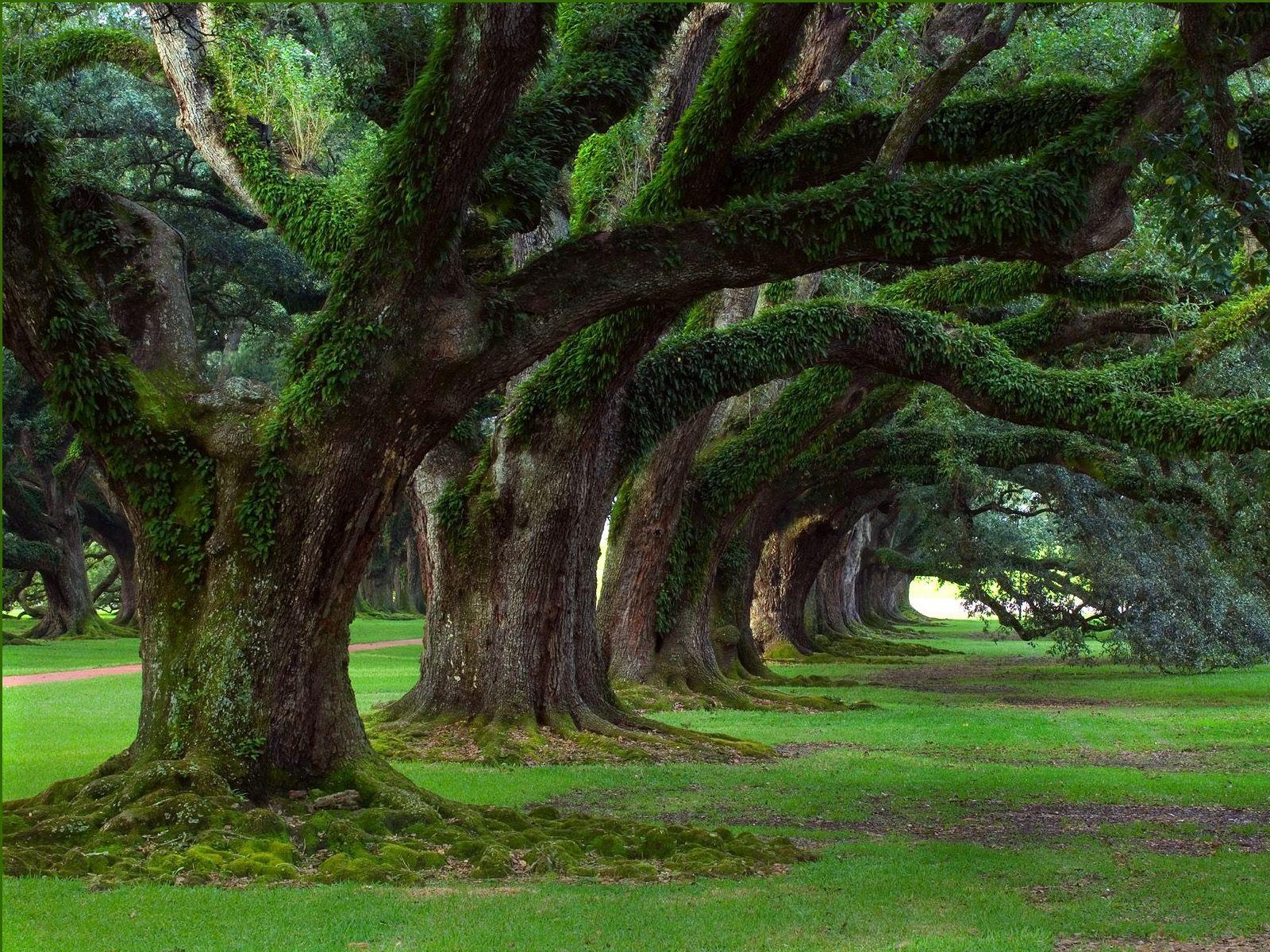 20 Amazing Dynamic Natural Wallpapers 2012 | GageBux