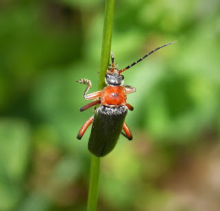 Soldier beetle on blade of grass.