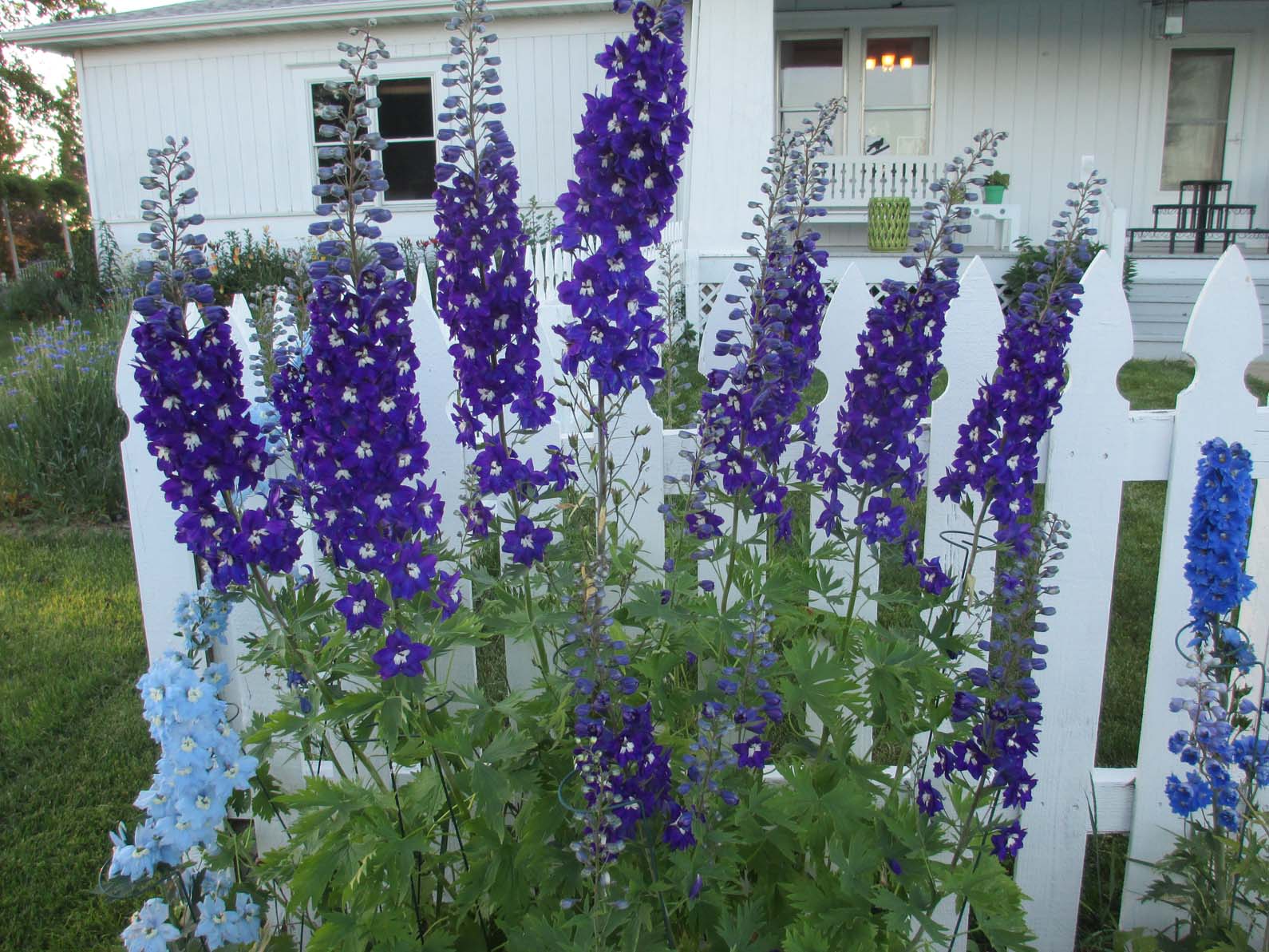 Garden Fancy June Flowers
