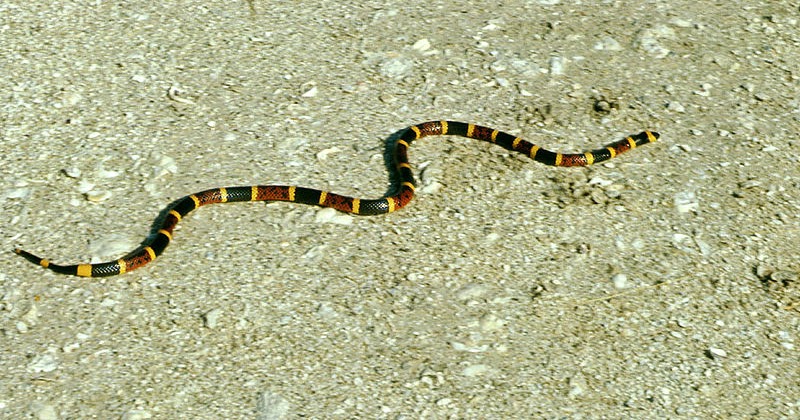 Reptossaurus COBRA CORAL reptossaurus-cobra-coral