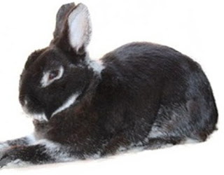 Perché scegliere un coniglio nano o domestico da adottare