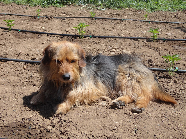 PERRO AL SOL EN UNA PLANTACIÓN DE MATAS DE PIMIENTOS