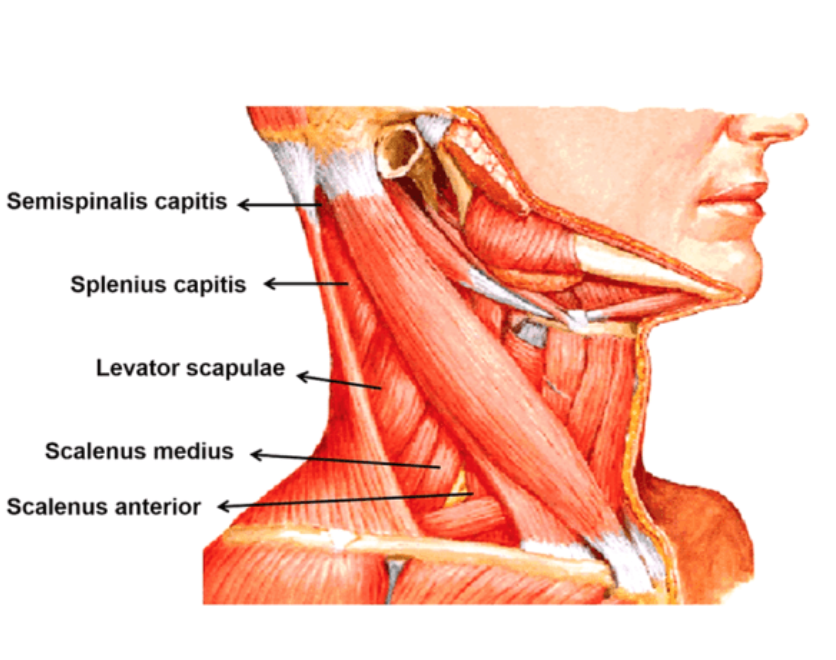 Лестничные мышцы анатомия. Scalenus anterior мышца. Scalenus Medius мышца анатомия. Лестничные мышцы шеи анатомия. Лестничные мышцы анатомия m scalenus.