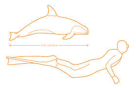 Figure 8: Comparison of white-rumped vaquita and human body size