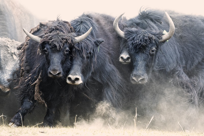 El yak, el "barco" de la Meseta.