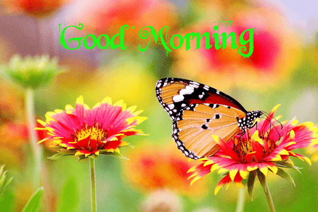 200+ Beautiful Good Morning Images Wallpaper Photo Pics HD Download 200+ Beautiful Good Morning Images Wallpaper Photo Pics HD Download