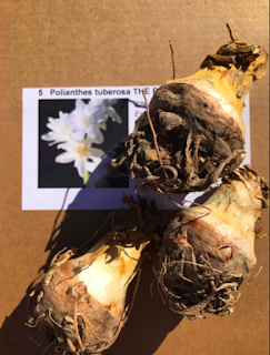 Her Majesty Tuberose