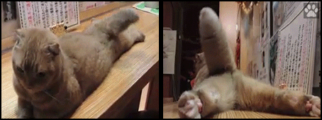 Funny Cat GIF • Amazing Funny Cat GIF • Amazing blue cat lying down on stomach and wagging his big tail like a happy døgFunny Cat GIF • Amazing blue cat lying down on stomach and wagging his big tail like a happy døglue cat lying down on stomach and wagging his big tail like a happy dog Funny Cat GIF • Amazing blue cat lying down on stomach and wagging his big tail like a happy døg