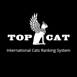 Мы в TOP CAT