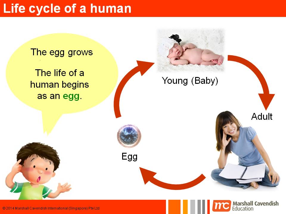 BGPS P31 2015 Slides on Life Cycles of Some Animals