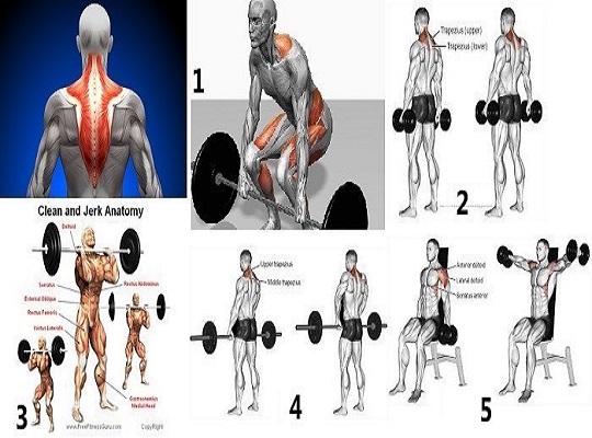upper trap dumbbell workout