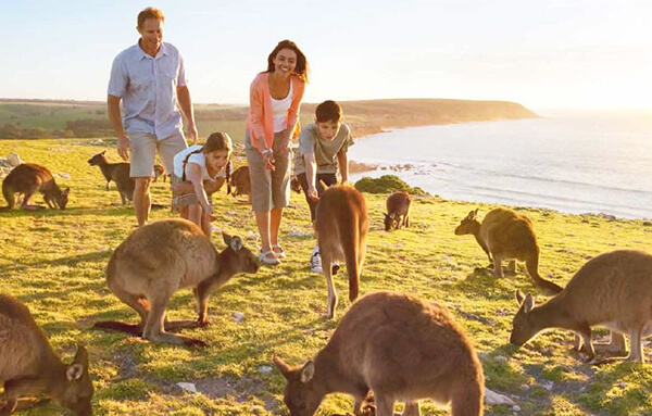 Du Lịch Châu Úc Ngắm Kangaroo