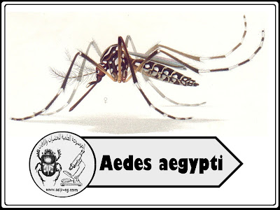 بعوضة الزاعجة المصرية - أيدس إيجبتاي Aedes aegypti