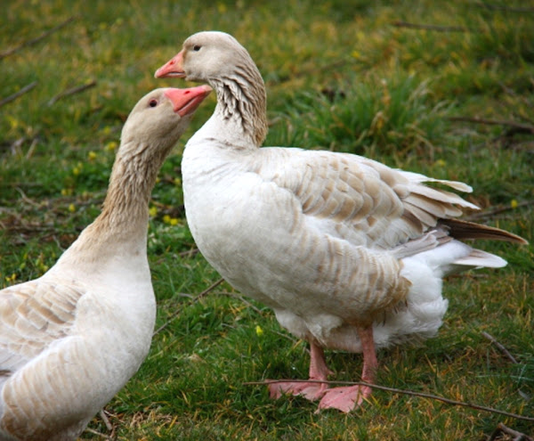 brecon buff goose, brecon buff geese, about brecon buff goose, brecon buff goose breed, brecon buff goose breed info, brecon buff goose breed facts, brecon buff goose care, caring brecon buff goose, brecon buff goose color, brecon buff goose characteristics, brecon buff goose eggs, brecon buff goose facts, brecon buff goose for meat, brecon buff goose for eggs, brecon buff goose history, brecon buff goose info, brecon buff goose images, brecon buff goose meat, brecon buff goose origin, brecon buff goose photos, brecon buff goose pictures, brecon buff goose rarity, brecon buff goose rearing, raising brecon buff goose, brecon buff goose size, brecon buff goose temperament, brecon buff goose tame, brecon buff goose uses, brecon buff goose weight