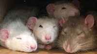 Tips Dan Cara Ternak Tikus Putih Untuk Pemula Mudah