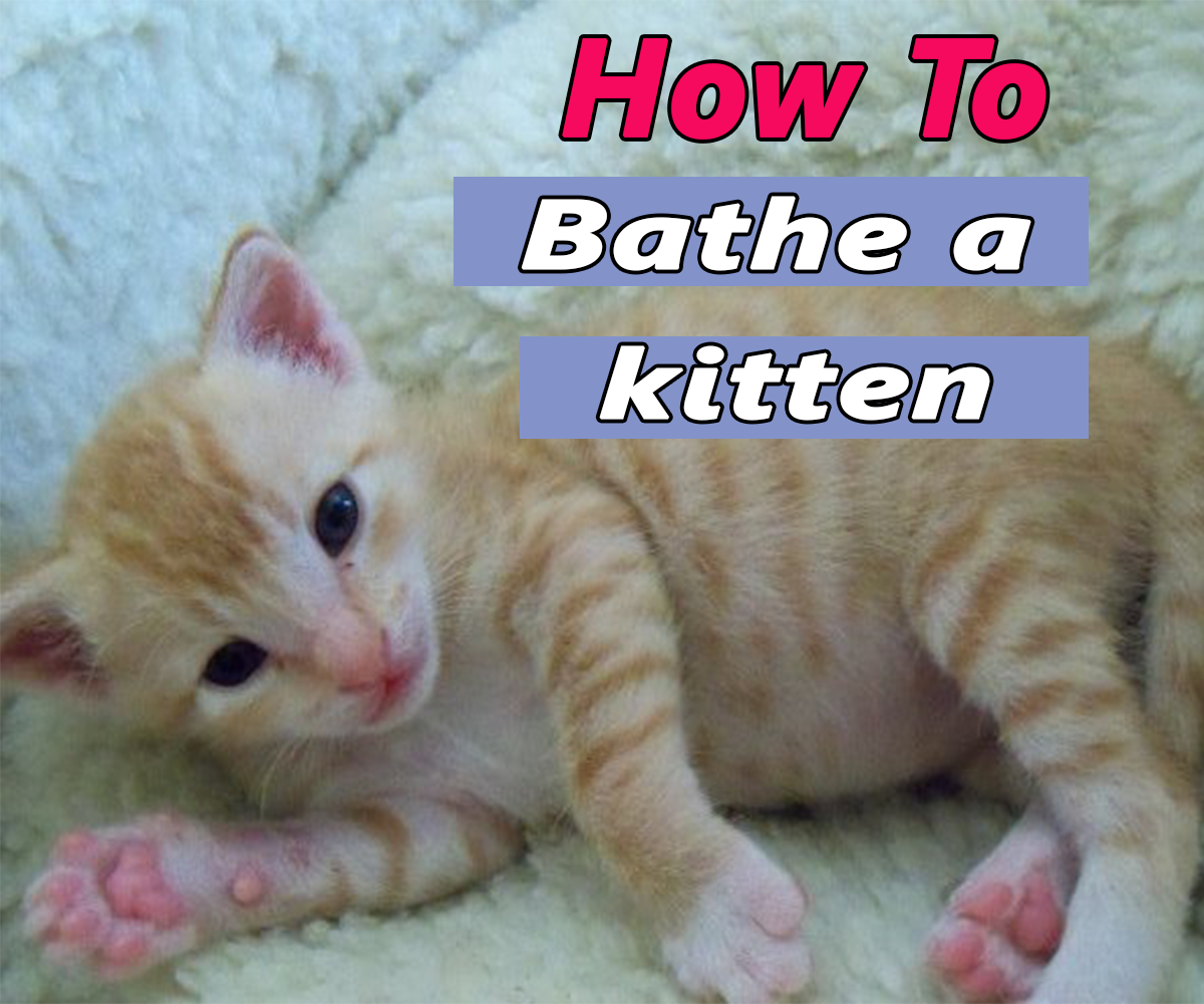 How to bathe a kitten? ( Video ) We Love Cats