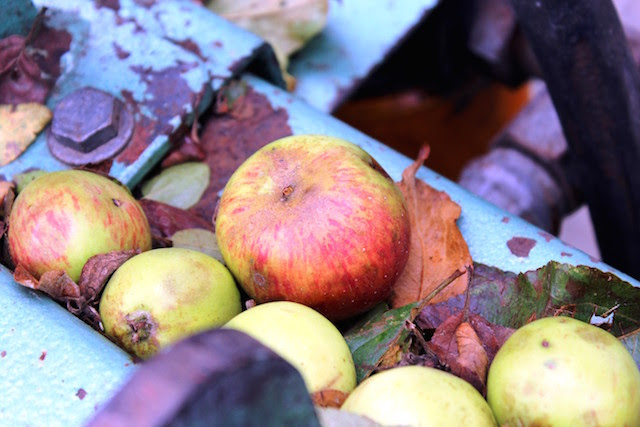 Apple farm in Normandy, France