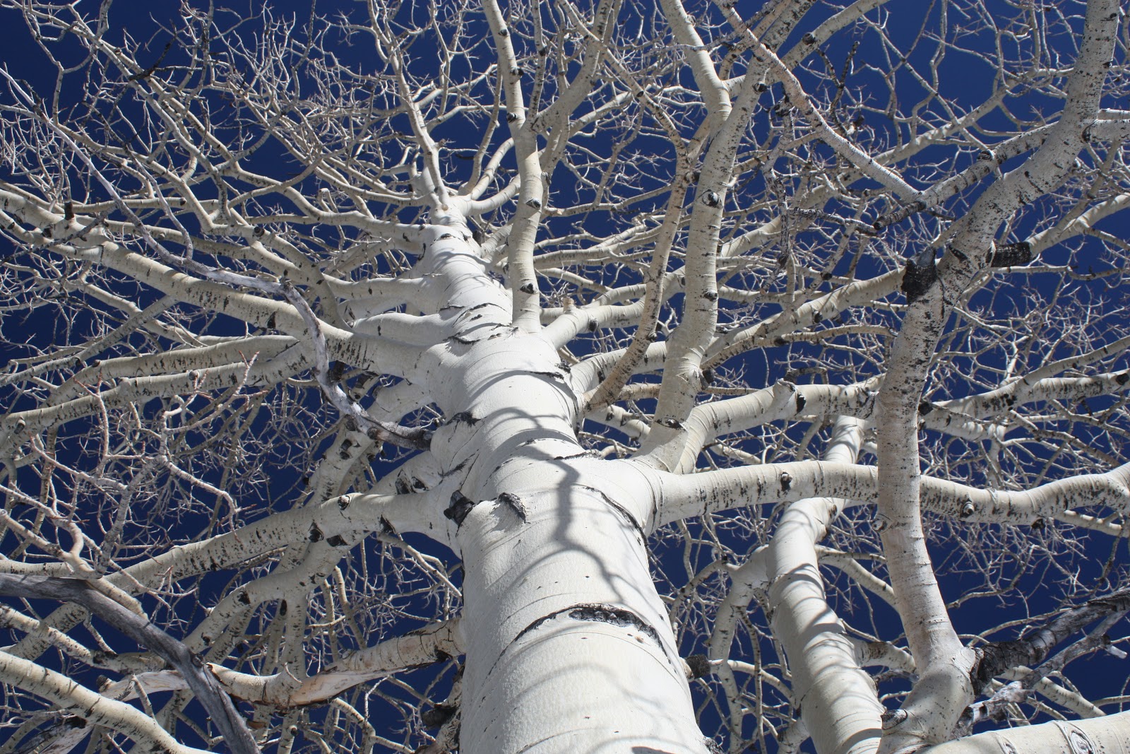 One Day in America Snowshoeing Boulder Mountain, Utah