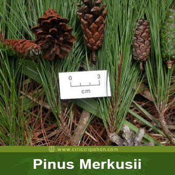 ciri ciri pohon pinus merkusii