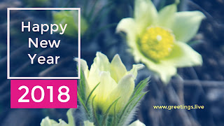Beautiful winter aconite flowers greeting 2018