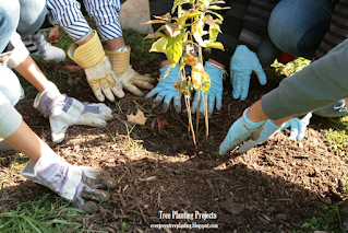 Tree Planting Projects