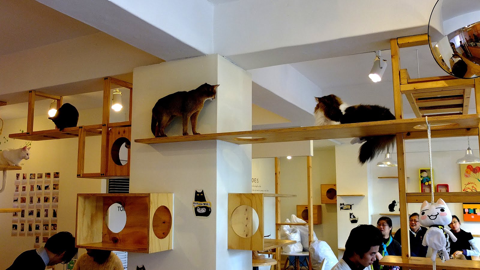 Cat café Cat Cafes Cat Choices