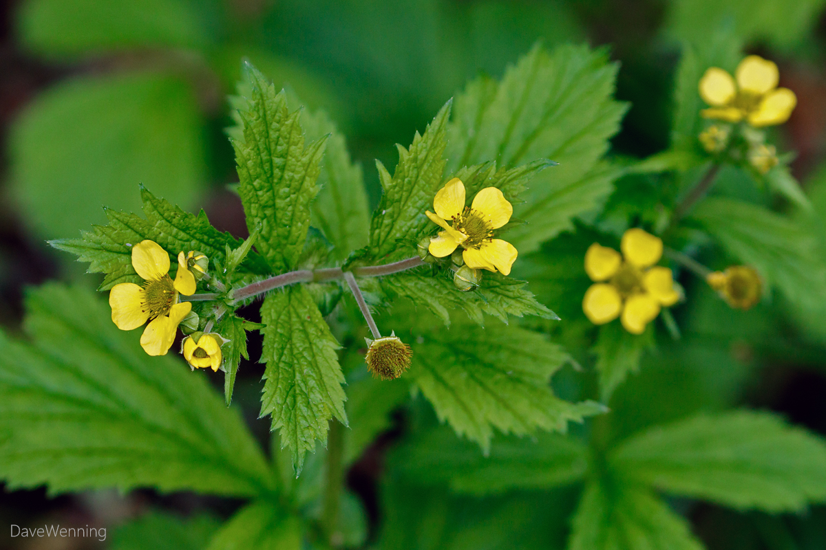 Future Plants By Randy Stewart Potentilla
