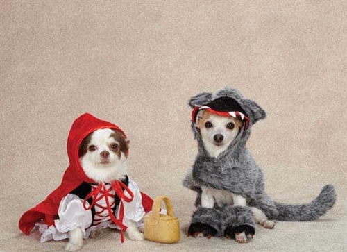 House, Home & Puppies: Puppy Costumes - Halloween Count Down Begins!